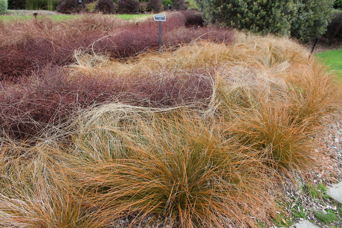 Carex testacea (3)